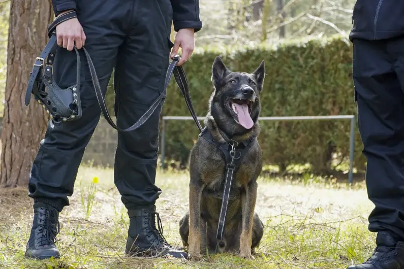 Agps Securite Gardiennage Le Mans Maintenir Lordre Et La Securite